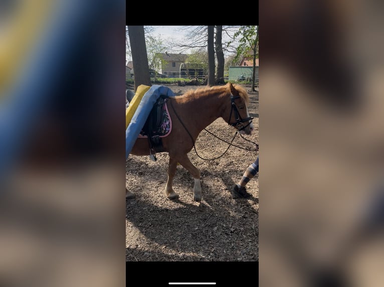 Welsh-A Mix Wallach 7 Jahre 120 cm Fuchs in Borstel