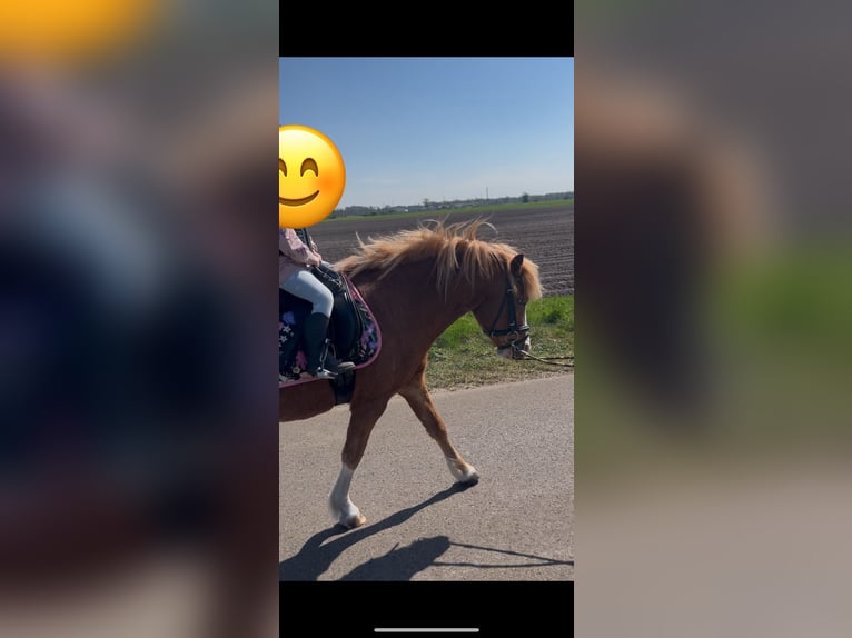 Welsh-A Mix Wallach 7 Jahre 120 cm Fuchs in Borstel