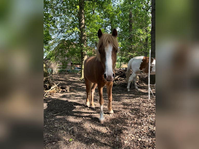 Welsh-A Mix Wallach 7 Jahre 120 cm Fuchs in Borstel