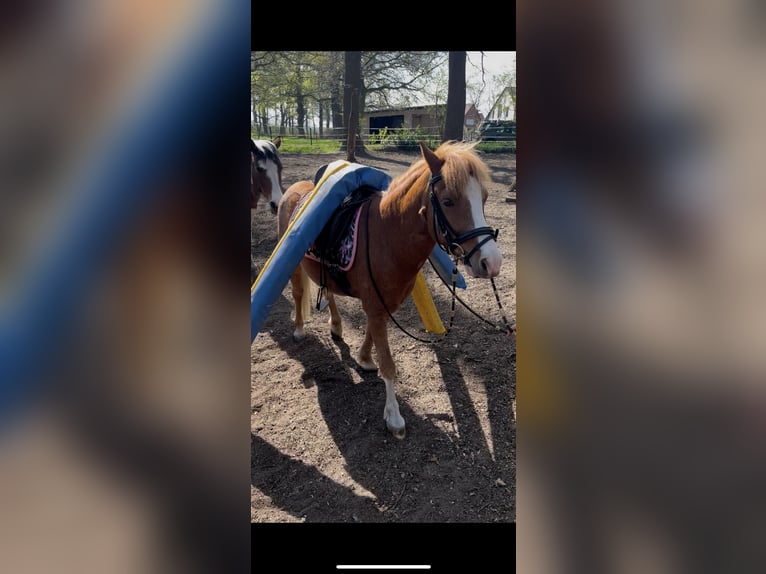 Welsh-A Mix Wallach 7 Jahre 120 cm Fuchs in Borstel