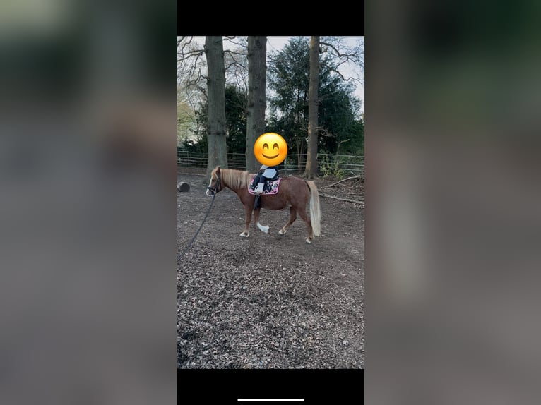 Welsh-A Mix Wallach 7 Jahre 120 cm Fuchs in Borstel