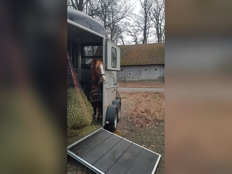 Welsh-A Mix Wallach 7 Jahre 120 cm Fuchs in Borstel