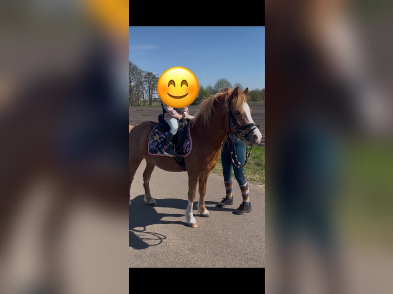 Welsh-A Mix Wallach 7 Jahre 120 cm Fuchs in Borstel