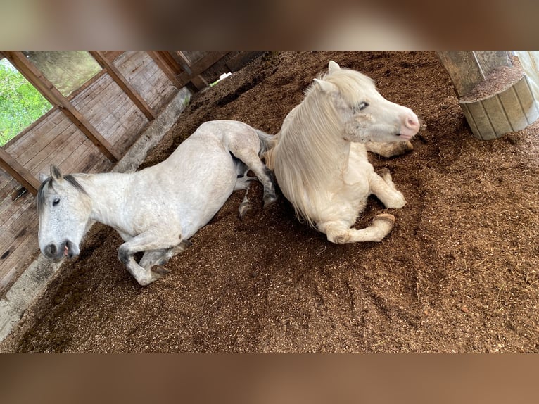 Welsh-A Wallach 7 Jahre 120 cm Palomino in Uttenweiler