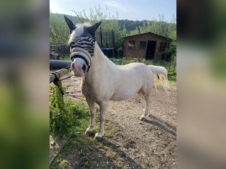 Welsh-A Wallach 7 Jahre 120 cm Palomino in Uttenweiler