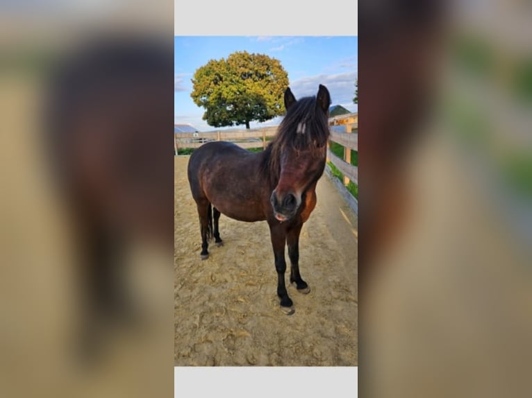 Welsh-A Mix Wallach 7 Jahre 122 cm Brauner in Michelsneukirchen