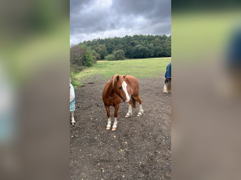 Welsh-A Wallach 7 Jahre 122 cm Dunkelfuchs in Bolton
