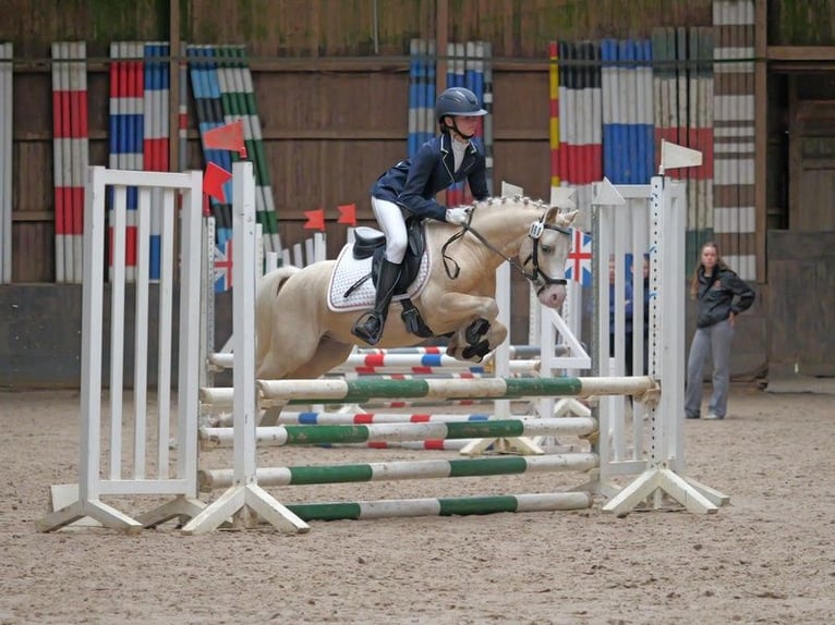 Welsh-A Wallach 7 Jahre 122 cm Palomino in Hamburg Niendorf