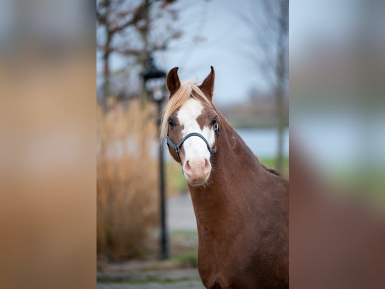 Welsh-A Wallach 7 Jahre 124 cm Fuchs in Werkendam