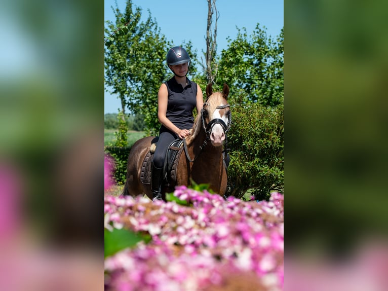 Welsh-A Wallach 7 Jahre 124 cm Fuchs in Werkendam