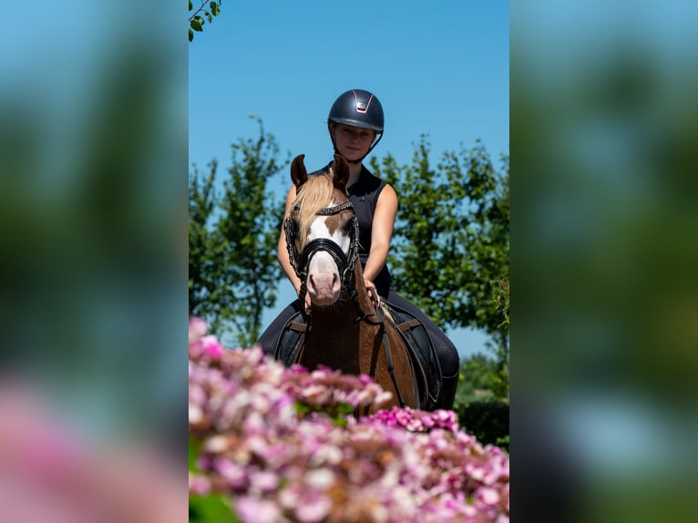 Welsh-A Wallach 7 Jahre 124 cm Fuchs in Werkendam
