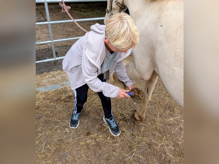 Welsh-A Wallach 7 Jahre 125 cm Cremello in Stockach