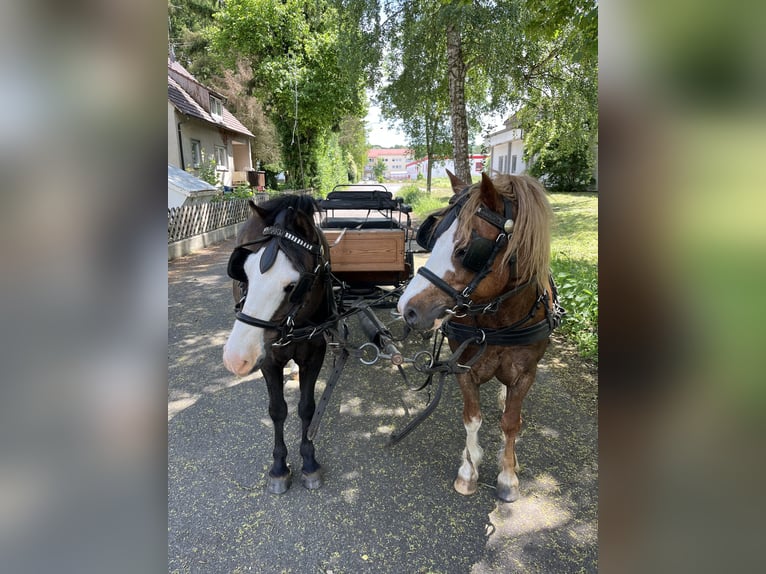 Welsh-A Wallach 7 Jahre 126 cm Fuchs in Riedlingen
