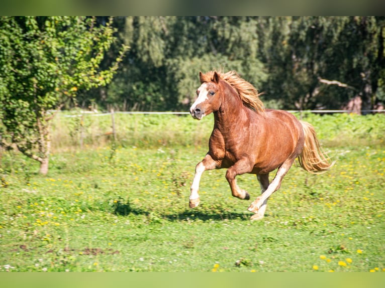 Welsh-A Wallach 7 Jahre 126 cm Fuchs in Riedlingen