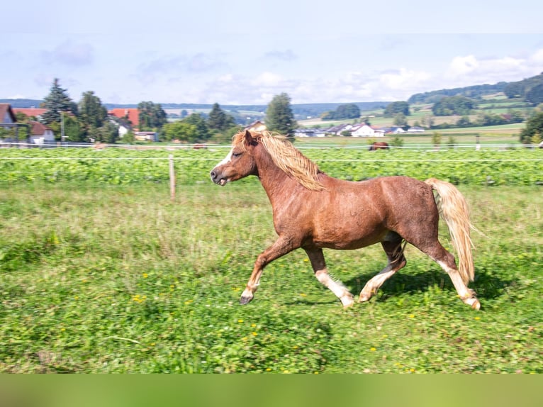 Welsh-A Wallach 7 Jahre 126 cm Fuchs in Riedlingen