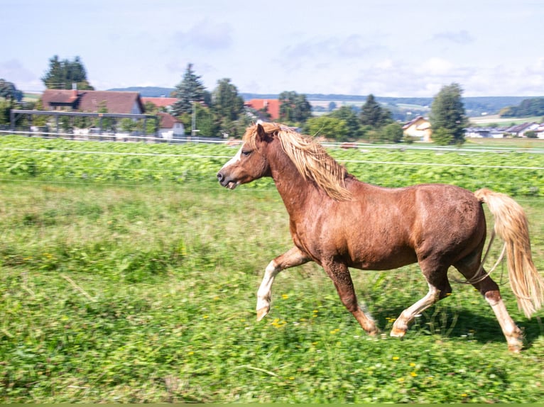 Welsh-A Wallach 7 Jahre 126 cm Fuchs in Riedlingen