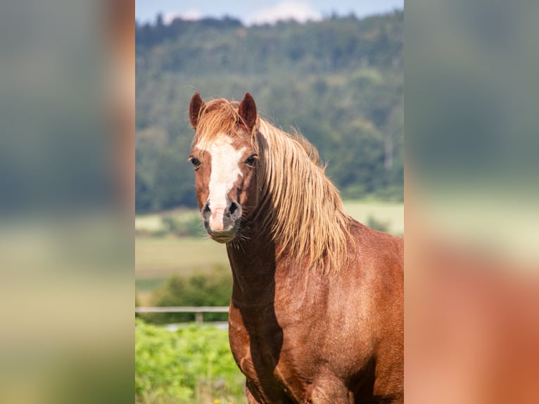 Welsh-A Wallach 7 Jahre 126 cm Fuchs in Riedlingen