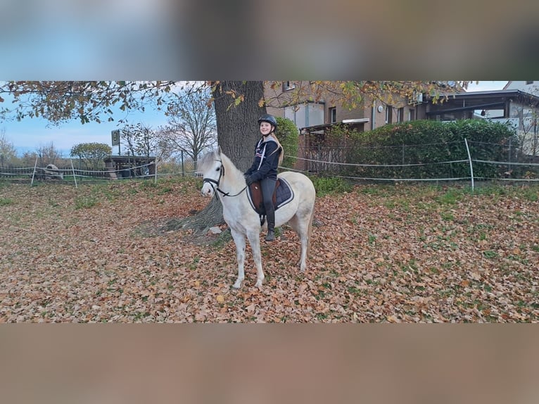 Welsh-A Wallach 7 Jahre 128 cm Schimmel in Burgdorf