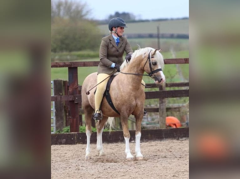Welsh-A Wallach 7 Jahre 130 cm Palomino in Zoelen