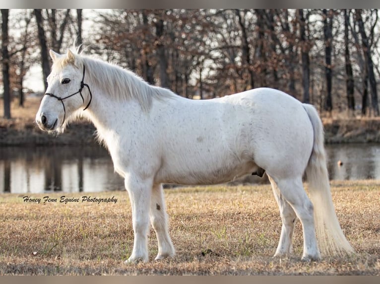 Welsh-A Wallach 7 Jahre Schimmel in Muldrow