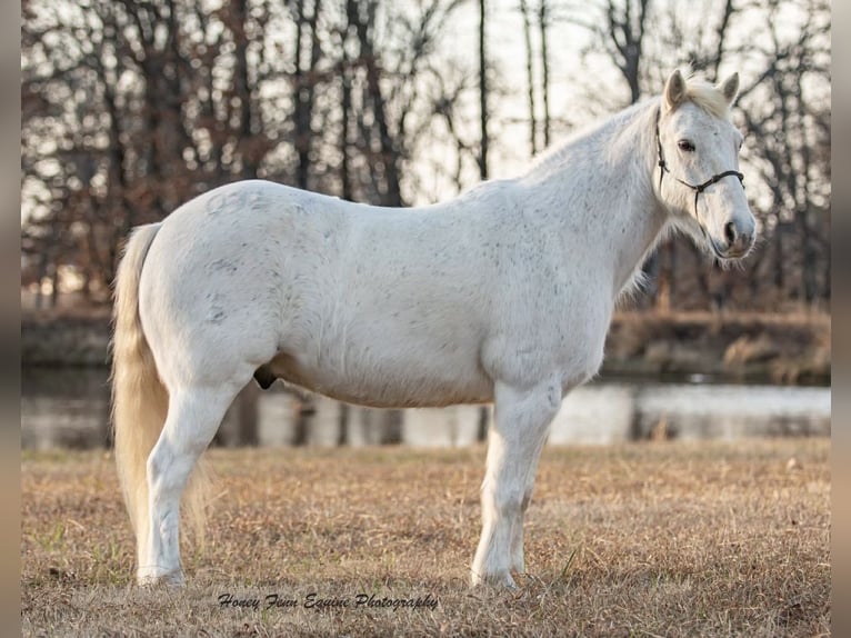 Welsh-A Wallach 7 Jahre Schimmel in Muldrow