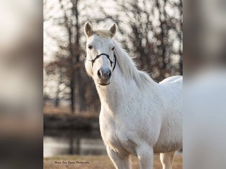 Welsh-A Wallach 7 Jahre Schimmel in Muldrow