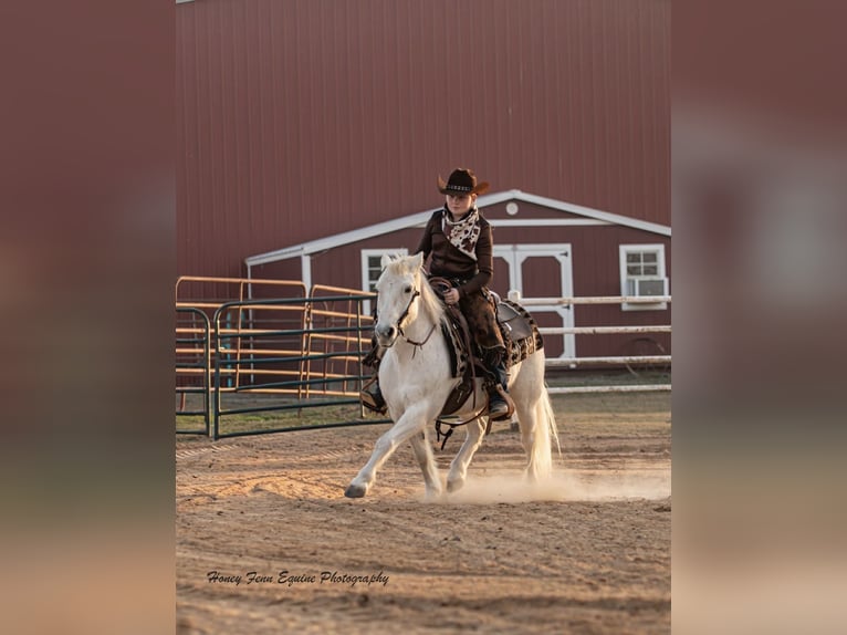 Welsh-A Wallach 7 Jahre Schimmel in Muldrow