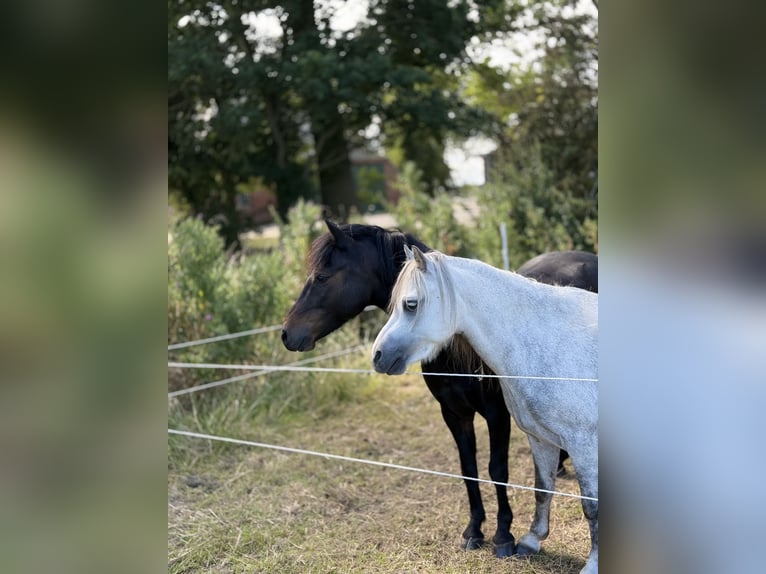 Welsh-A Wallach 7 Jahre White in WesterholtWesterholt
