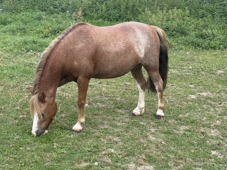 Welsh-A Wallach 8 Jahre 115 cm Roan-Red in Lindhorst
