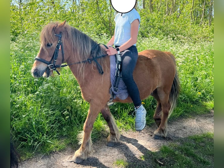 Welsh-A Wallach 8 Jahre 117 cm Brauner in Rockanje