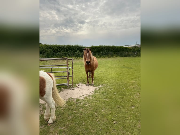 Welsh-A Wallach 8 Jahre 117 cm Brauner in Rockanje