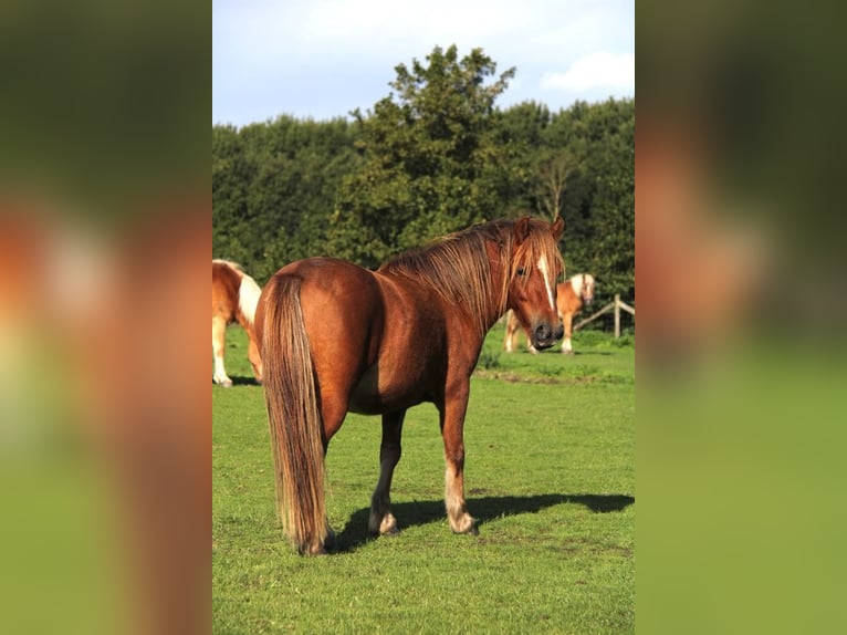 Welsh-A Wallach 8 Jahre 117 cm Brauner in Rockanje