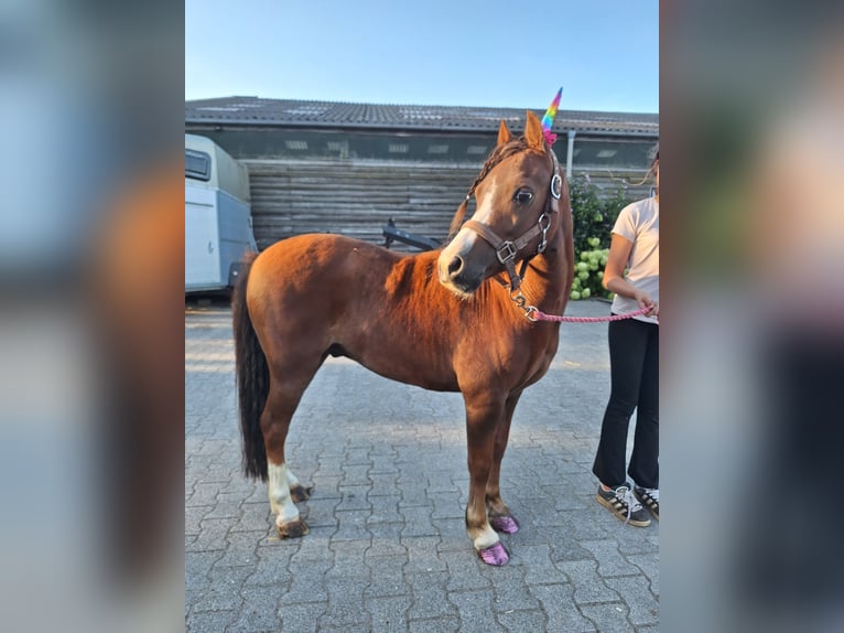 Welsh-A Wallach 8 Jahre 117 cm Fuchs in Dalen