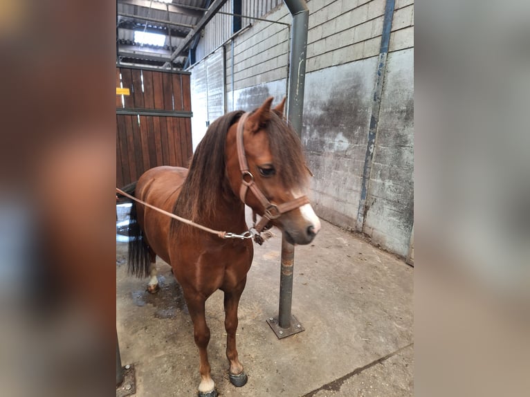 Welsh-A Wallach 8 Jahre 117 cm Fuchs in Dalen