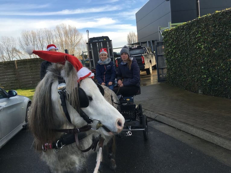 Welsh-A Wallach 8 Jahre 117 cm Schimmel in Slijpe