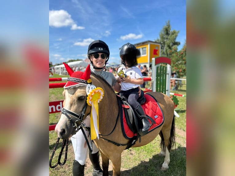 Welsh-A Wallach 8 Jahre 118 cm Buckskin in Ferna