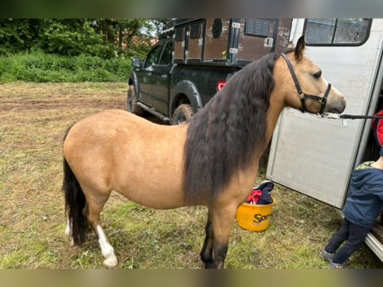 Welsh-A Wallach 8 Jahre 118 cm Buckskin in Ferna