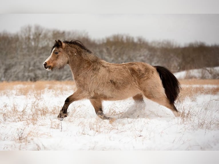 Welsh-A Wallach 8 Jahre 118 cm Buckskin in Ferna