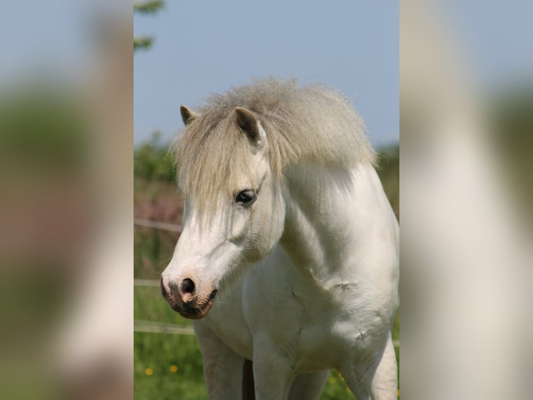 Welsh-A Wallach 8 Jahre 118 cm Schimmel in Bergheim