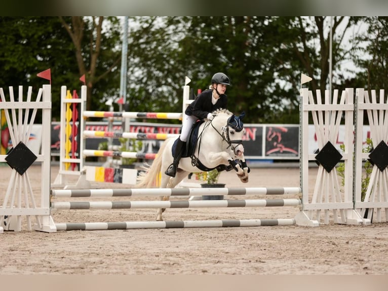 Welsh-A Wallach 8 Jahre 118 cm Schimmel in Neuss