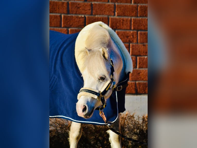 Welsh-A Wallach 8 Jahre 118 cm Schimmel in Neuss