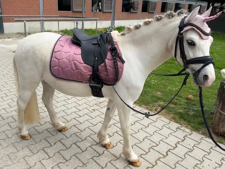 Welsh-A Wallach 8 Jahre 118 cm Schimmel in Neuss