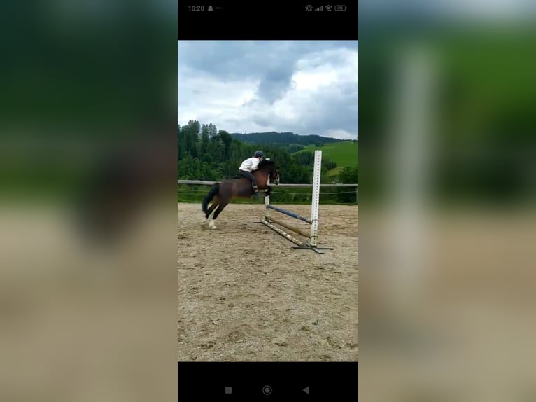 Welsh-A Wallach 8 Jahre 120 cm Brauner in Eidenberg