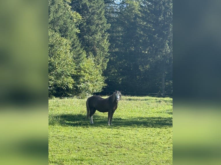 Welsh-A Wallach 8 Jahre 120 cm Falbe in Hinterstoder