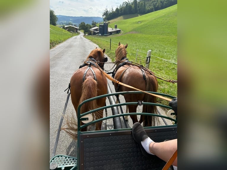 Welsh-A Wallach 8 Jahre 120 cm Fuchs in Reiden