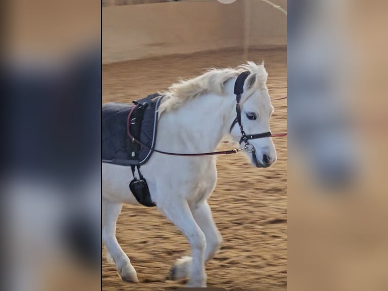 Welsh-A Wallach 8 Jahre 120 cm Schimmel in Gräfelfing