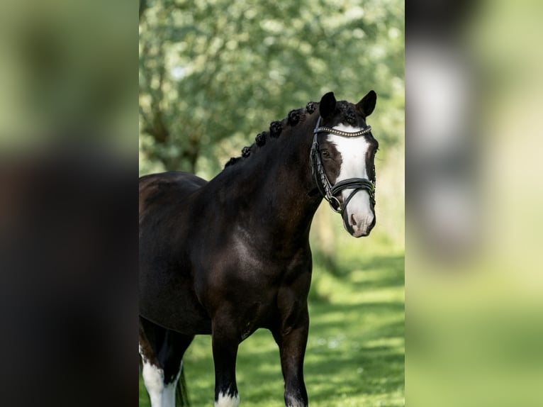 Welsh-A Wallach 8 Jahre 123 cm Rappe in Nieuwersluis