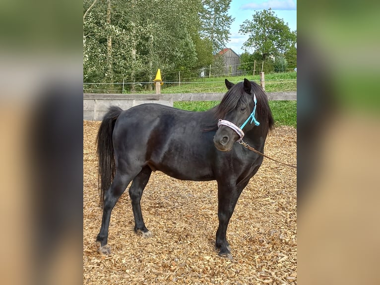 Welsh-A Wallach 8 Jahre 124 cm Rappe in Lauterbach Im Schwarzwald
