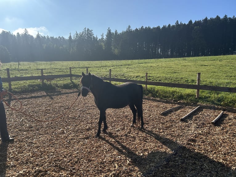 Welsh-A Wallach 8 Jahre 124 cm Rappe in Lauterbach Im Schwarzwald