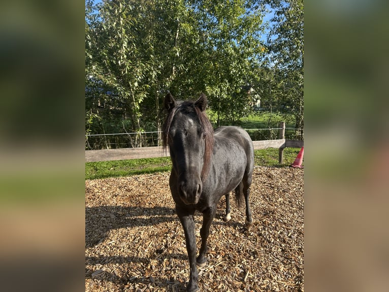 Welsh-A Wallach 8 Jahre 124 cm Rappe in Lauterbach Im Schwarzwald
